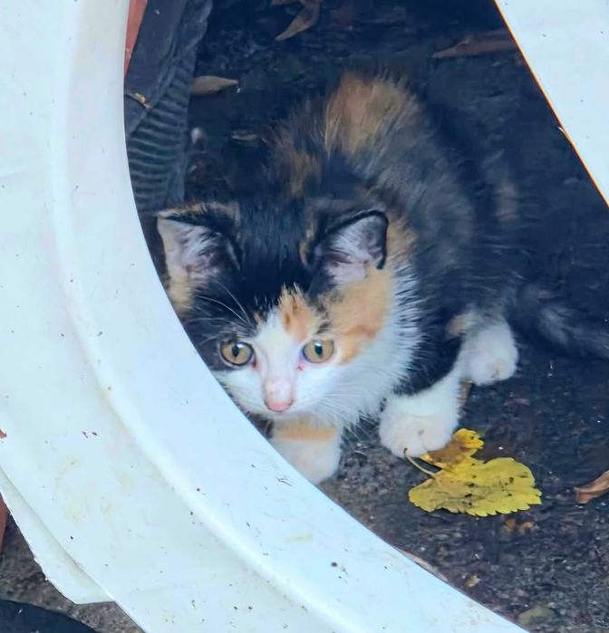 Adoptie pui de pisica superbi Mihalicii