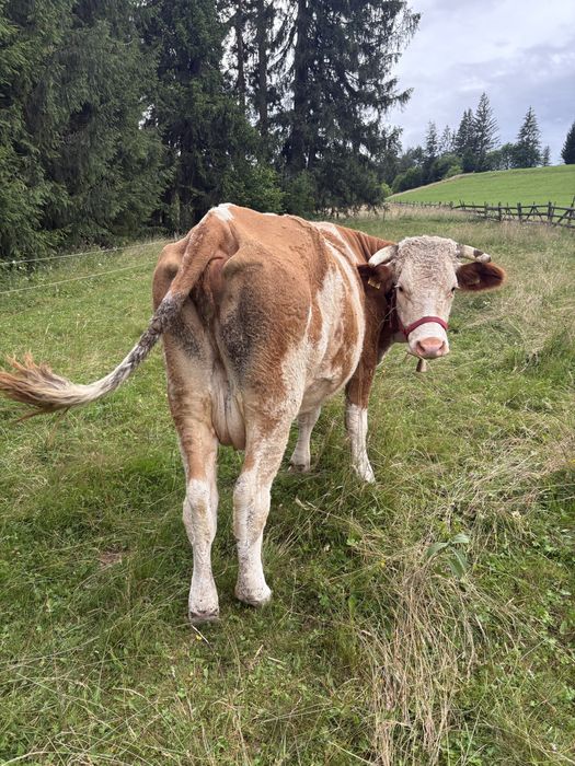 Vaca baltata romineasca