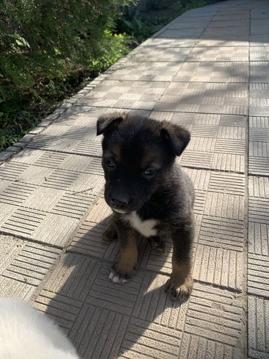 щенята ищут дом!