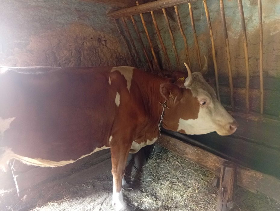 Vând vaca de 8 ani