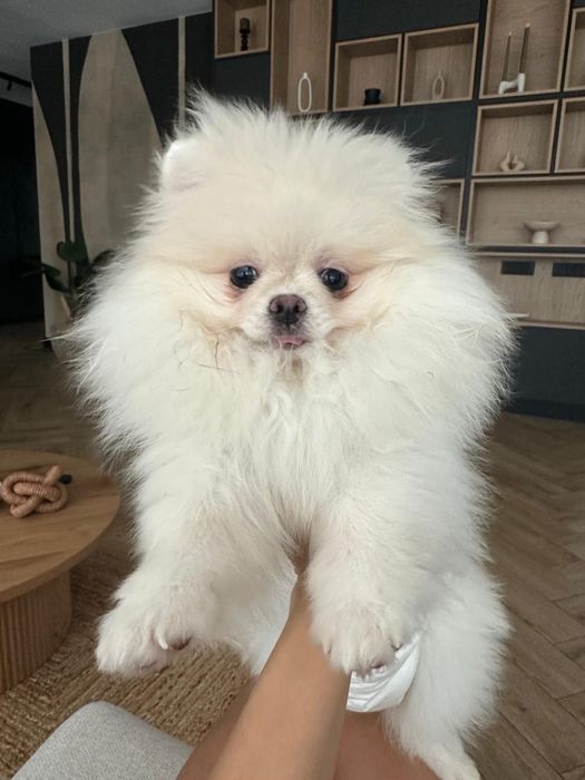 Pomeranian femelă toy, vaccinată, microcipată,Pedigree