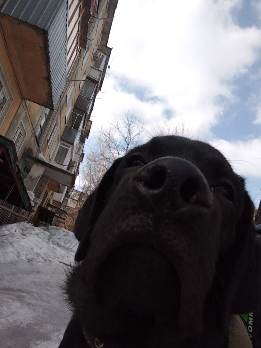 Продам Лабрадора