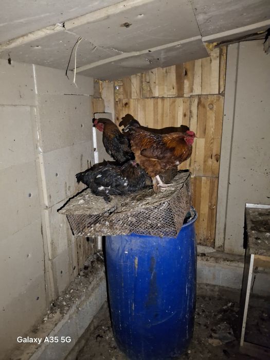 Тауык пен ҚОРАЗ бәрі  сатылады