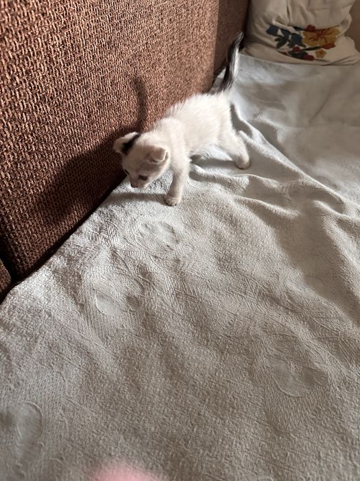 Котята 1.5 месяца девочка