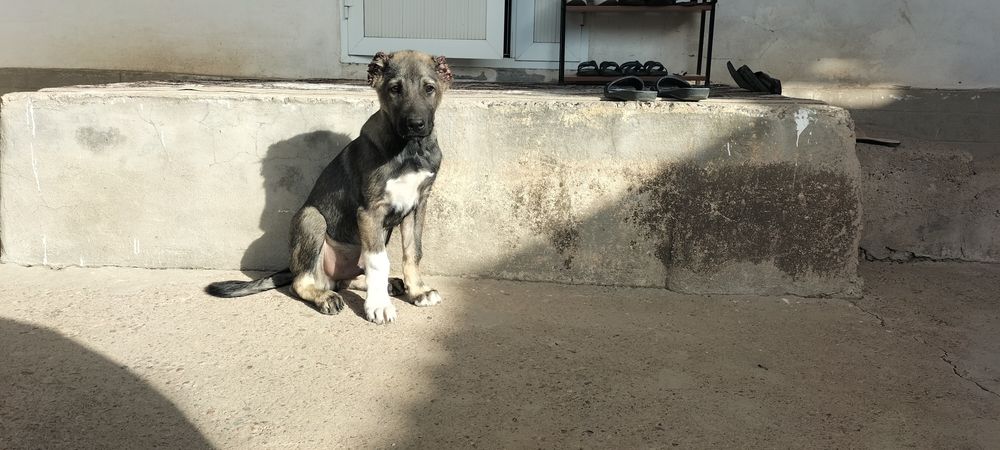 КАНГАЛ щенок  3 месяцев