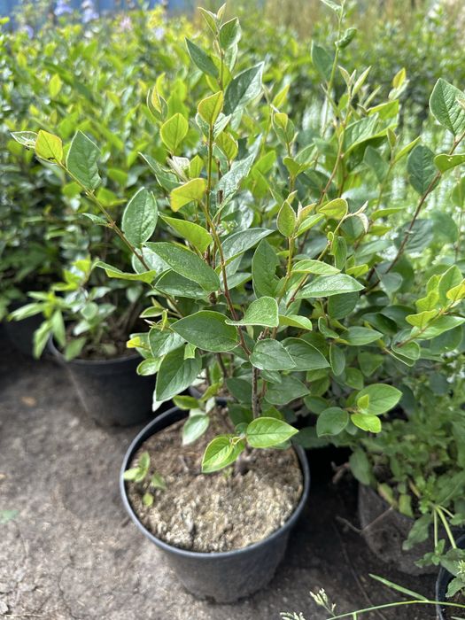 Кизильник Блестящий