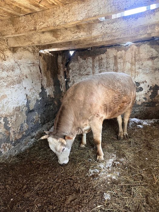 Родам быка три года