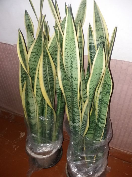 Продается комнатные цветы