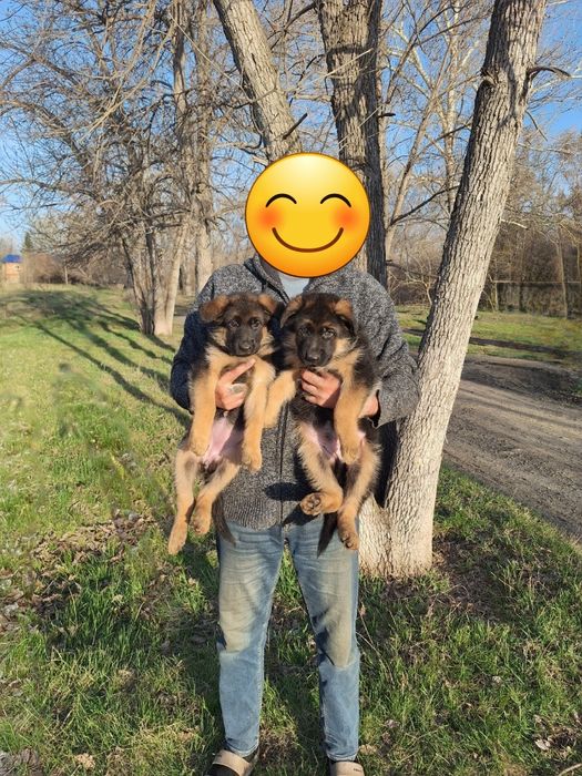 Продаются щенки немецкой овчарки