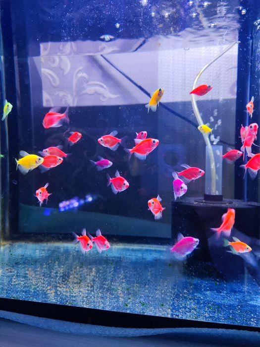 Тернеции , аквариумные рыбки