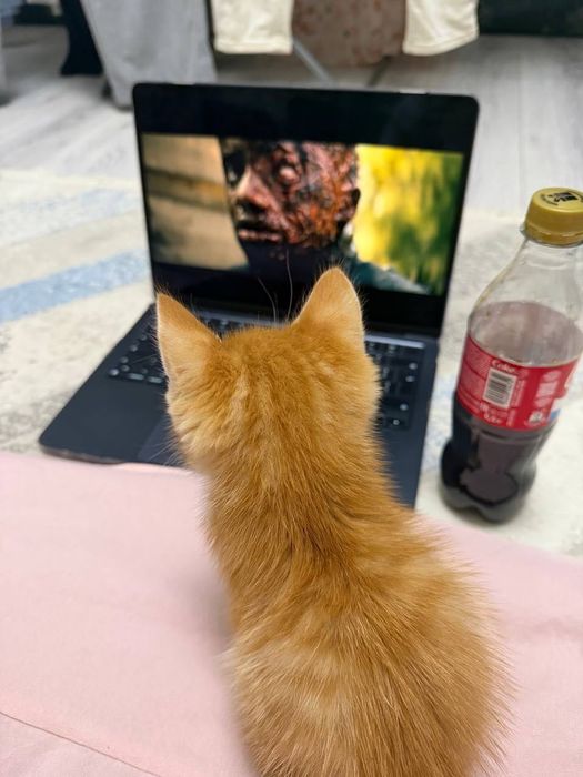 Отдадим котенка в добрые руки