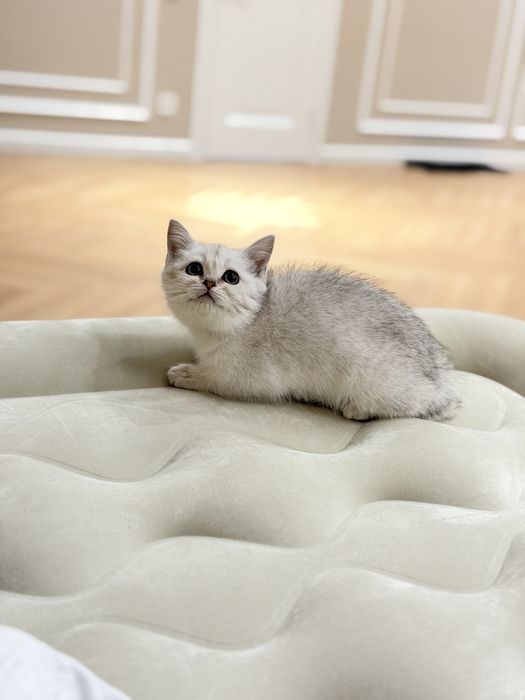 Котята серебро шиншилла