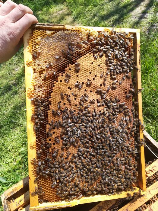 Пчелни семейства,  Отводки, Кошери