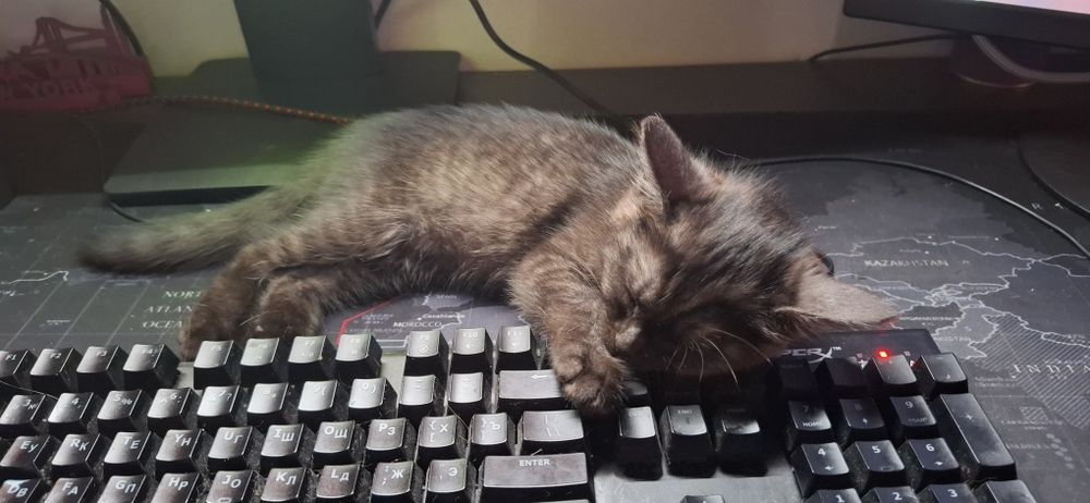 Котенок девочка 1-2 месяца