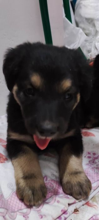 Пристраивается щенок девочка