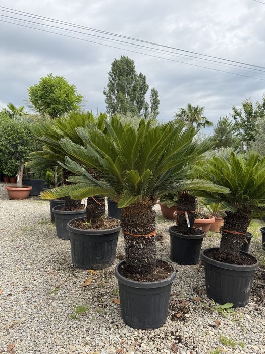Vand palmieri cycas revolut