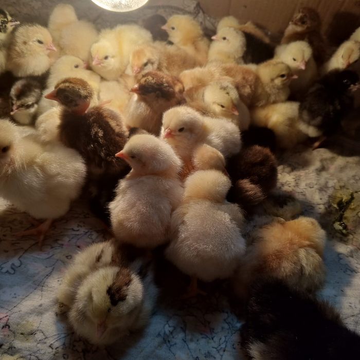 Продам цыплят домашних