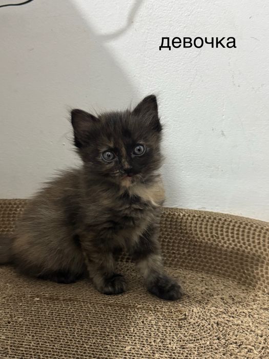 отдам котят бесплатно