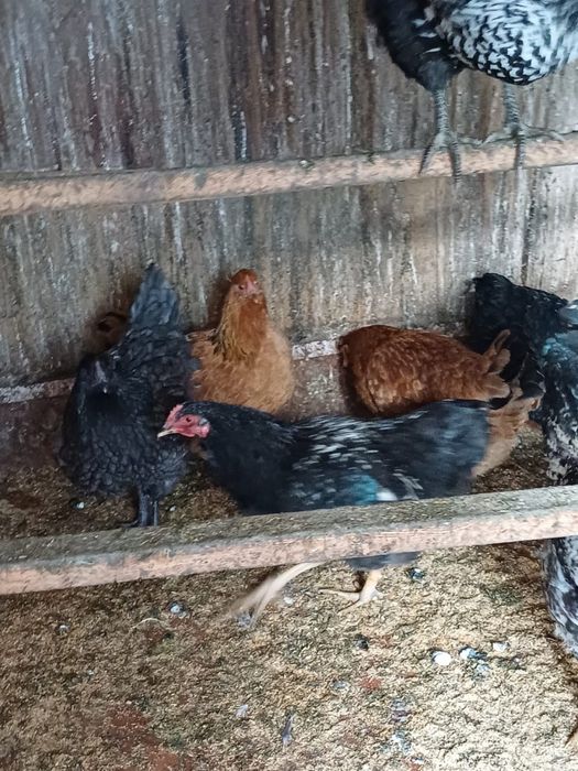 Продам курей домашних