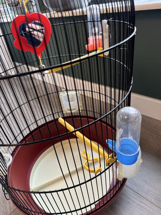 Colivie papagal mare