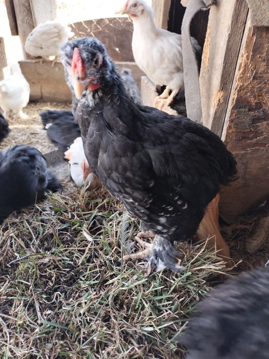 Цыплята,кохинхин/родонит