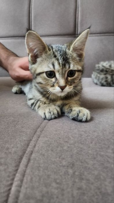 Котята, мать шотландский шиншила