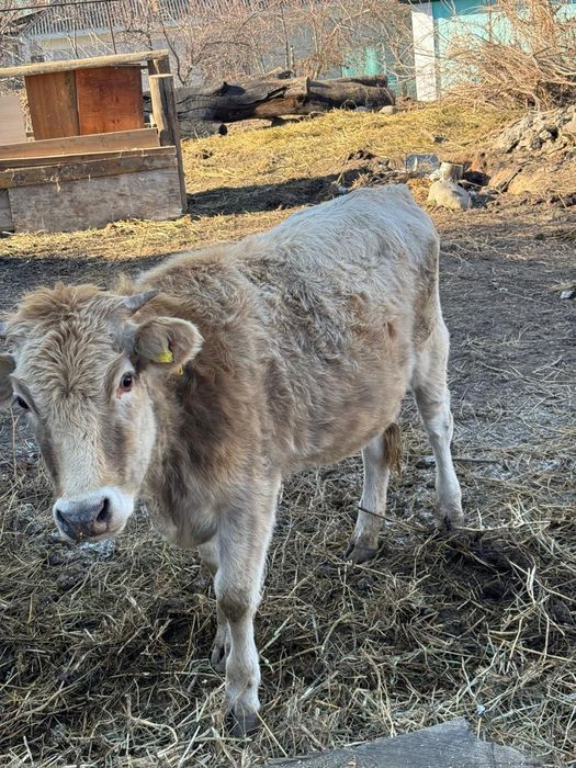 Коровы телята 1,8