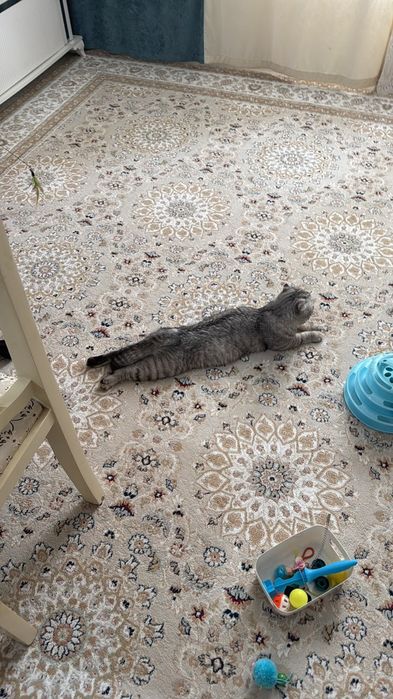 Отдам в очень добрые руки котенка