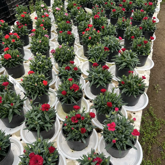 Студоустойчив карамфил