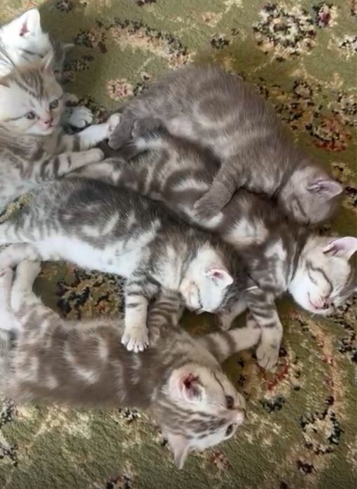 Вязка Скоттиш-страйт