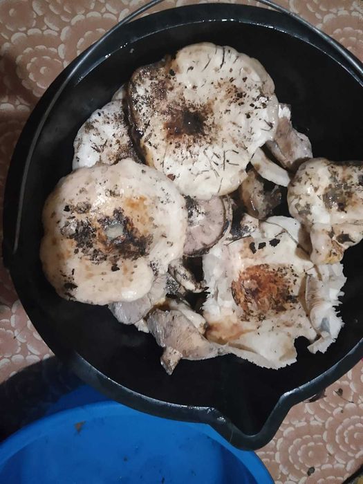 Продам грузди вежие