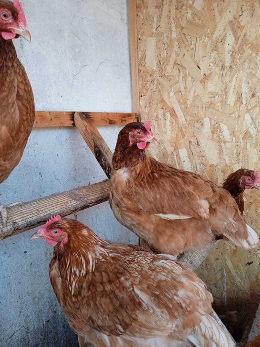 Курочки Ломан Браун