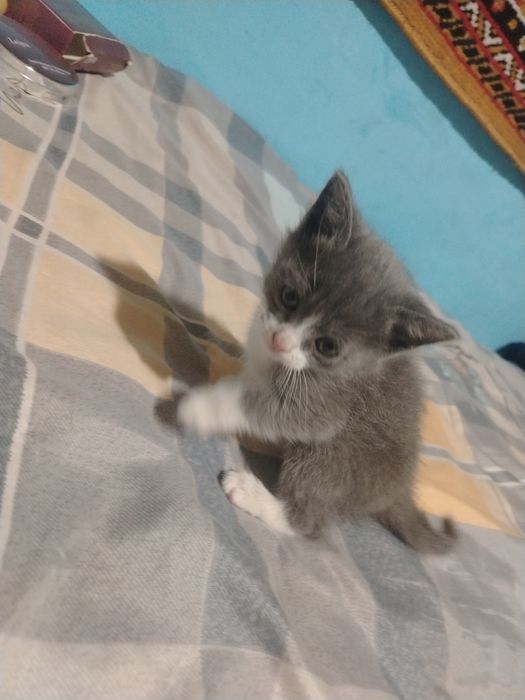 Mushukchalar sotiladi