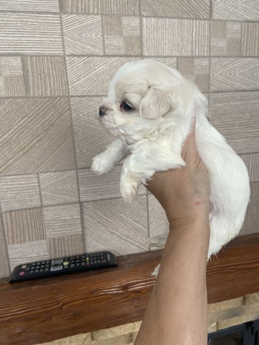 Продаются щенки мальчик мальтезе