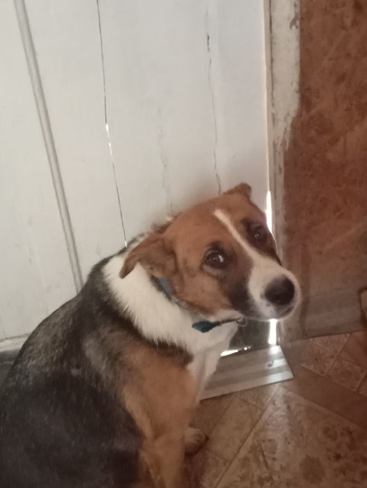 Ит жоғалды отыныш тауып берген адамға акшалай сыйлык бар