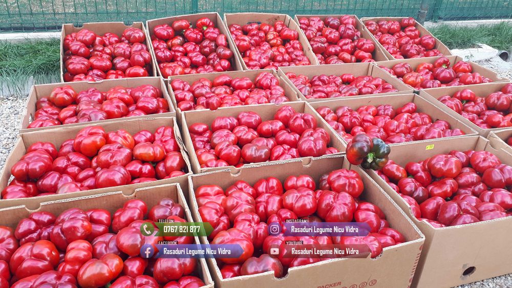 Rasad de rosii / Rasaduri rosii, vinete, ardei, alte rasaduri legume