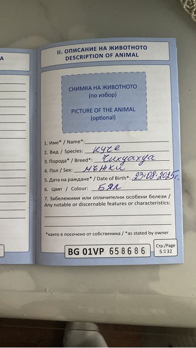 Мини Чихуахуа момченцe