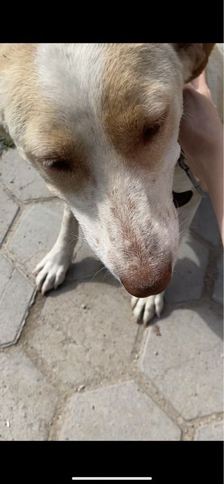 Пропала собака