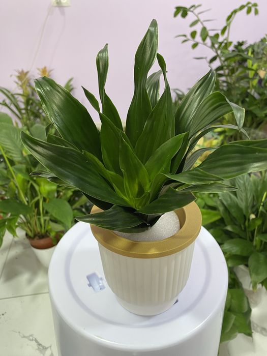 Цветы для дома и офиса. В скидочных ценах