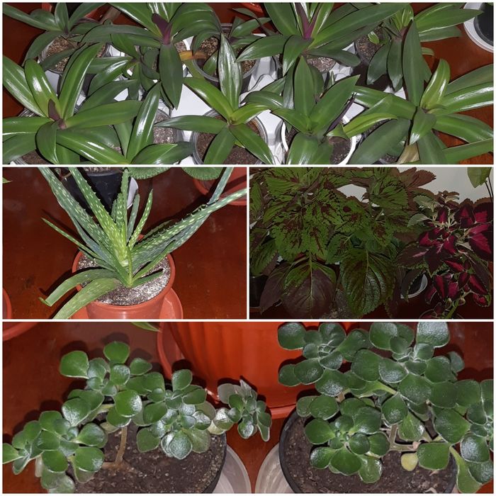 Алое, Калатея, Традисканция, Паричка, Копривка