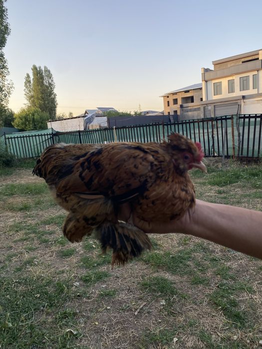 Yapon damashni horoz tovuqla sotiladi