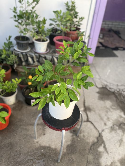 Продам лимон мейра