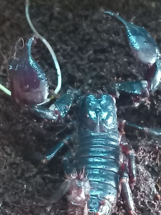 Чорный лесной скарпион.