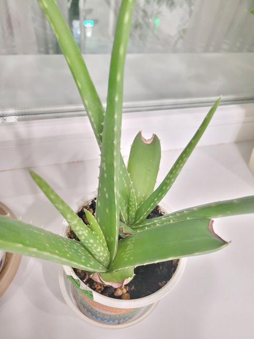 Продам цветок алоэ