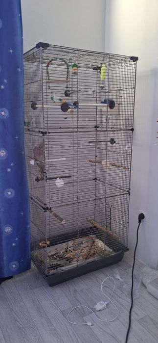 Корелла с большой клеткой