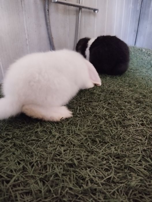 Сотилади куенлар минилоп сплит