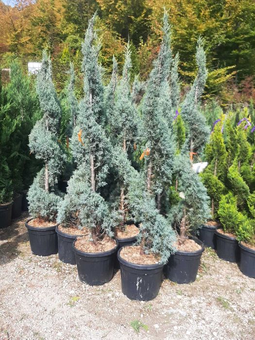 Vând tuia smarald, leylandi, columnaris, mesteacăn, tei, platan