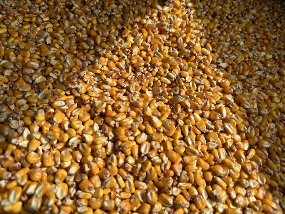 Vand porumb si grau 2025