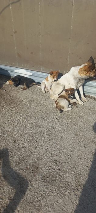 Отличные сторожевой щенки