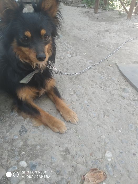 Продам чихуахуа  тип Дир длинношёрстный